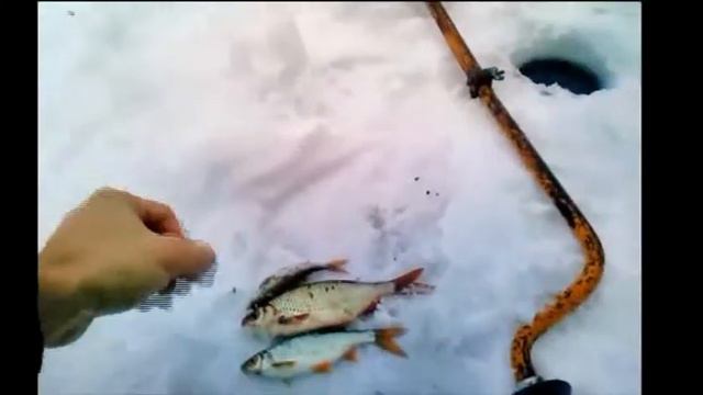 Плотва в глухозимье. смотреть онлайн