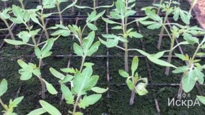 Листья томата закручиваются вниз.