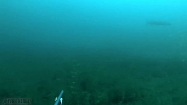 «Тувинское сафари на щуку» | Подводная охота в Туве (часть 2)