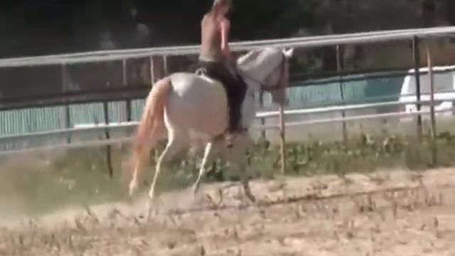 Масти лошадей смотреть онлайн