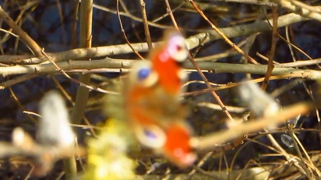 Весна идёт, весне дорогу! 9.04.2016г. смотреть онлайн