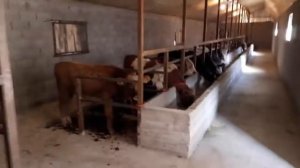 Откорм Быков наш сарай