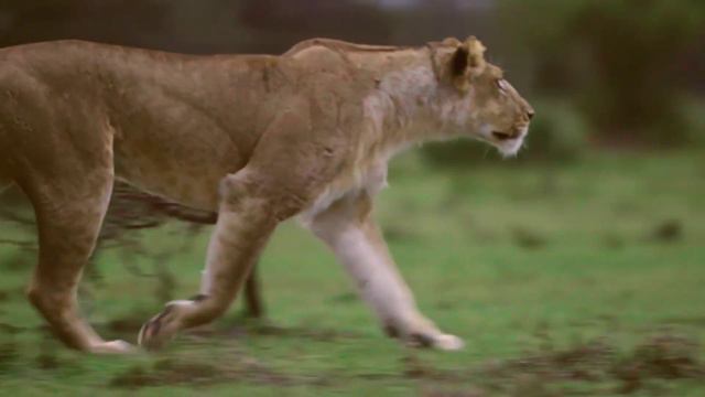 Beautiful Lions In The Green Forest|4K video| 2021 #animalslove #beautifullion смотреть онлайн