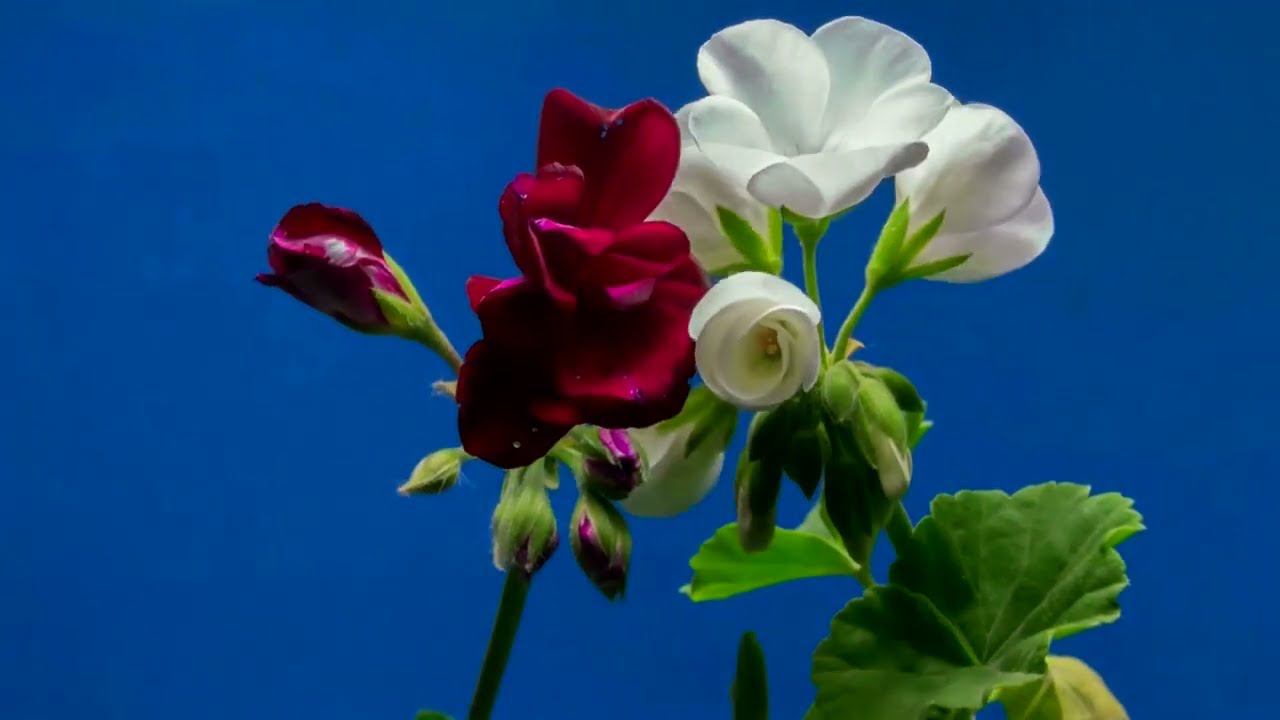 МУЗЫКА ДЛЯ РОСТА ЦВЕТОВ смотреть онлайн