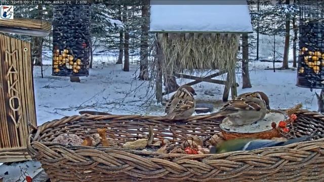 Утро .Завтрак птиц и животных#Чехия смотреть онлайн