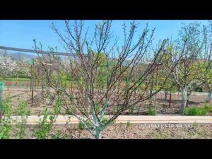 Абрикос Шалах меня расстроил, буду менять судьбу этого дерева.