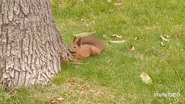 🐿️Белочка ложится на живот. Что это значит? смотреть онлайн