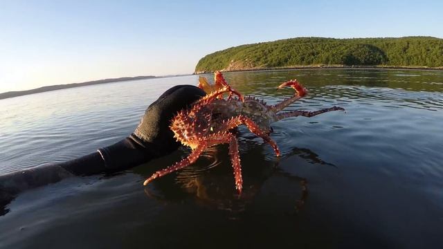 Нашествие крабов The invasion of the crabs смотреть онлайн