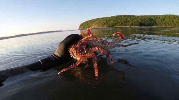 Нашествие крабов   The invasion of the crabs