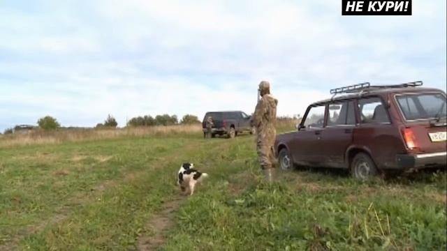 Охота с русским охотничьим спаниелем по перу . 2018 смотреть онлайн