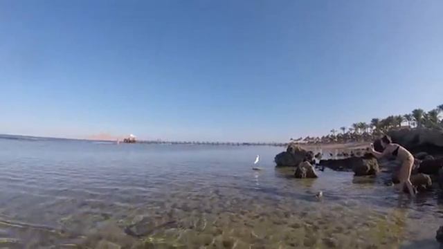 Столько рыбок под ногами, решили их покормить картошкой фри 🍟 Встретили пеликана и верблюда 🐪 смотреть онлайн