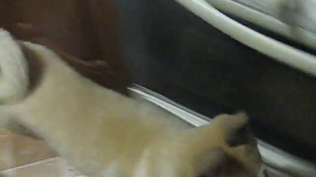 Щенки питомника С ТУРУХАНСКОГО КРАЯ 3 месяца