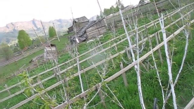 Черешня после трудной зимы и весны в Сибири часть вторая. смотреть онлайн
