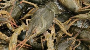 СТОЛЬКО РАКОВ Я ЕЩЕ НЕ ЛОВИЛ! ЛОВЛЯ РАКОВ НА СЕКРЕТНУЮ НАЖИВКУ.РЫБАЛКА НА РАКОВ.