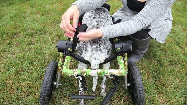 How to Put Your Dog in the Rear Walkin' Wheels Wheelchair смотреть онлайн