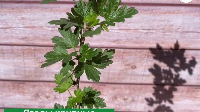 ✨КРЫЖОВНИКА БЕЛОРУССКИЙ САХАРНЫЙ✨ смотреть онлайн