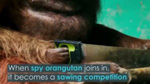Orangutan saws wood for the winter   Орангутанг пилит дрова на зиму