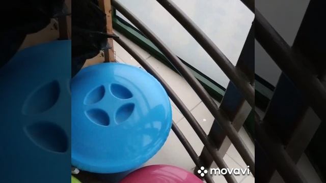 #harizma_ptichka_z Мое утро, кореллы в квартире смотреть онлайн