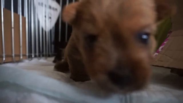 #20/Прорезаются зубки?/Щенки норвич-терьер/Norwich terrier puppies смотреть онлайн