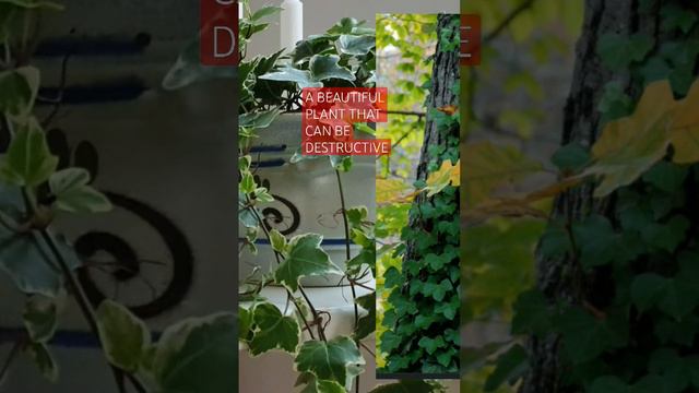 ENGLISH IVY | HEDERA HELIX | POISON IVY | INDOOR AND OUTDOOR PLANT | TOXIC PLANT | #gardening смотреть онлайн