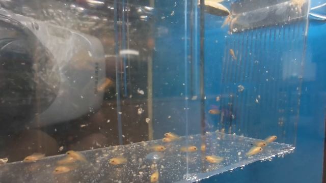 МАЛЬКИ ВО РТУ! ЦИХЛИДА КОЛИБРИ (Еллоу)! смотреть онлайн