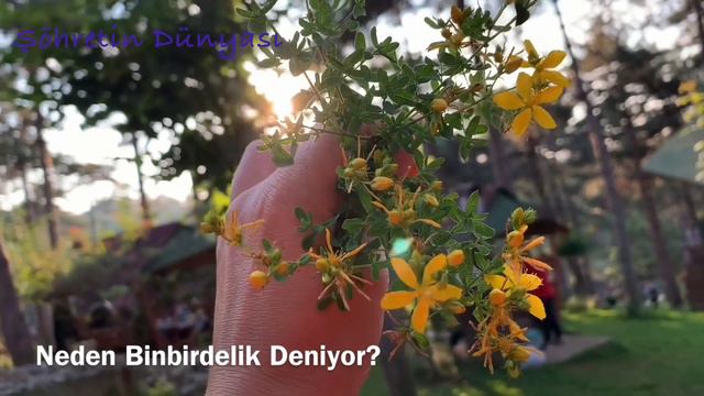 YARA İZİ BIRAKMADAN İYİLEŞTİRİR BU ÇİÇEĞİN FAYDALARI NELERDİR? DOĞADA NASIL TANIRIZ? #herbal #yara