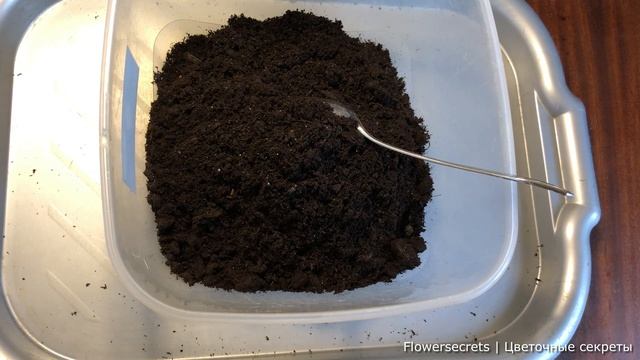 Пересадка Декабриста, как правильно пересадить шлюмбергеру, подбираем грунт для быстрой адаптации смотреть онлайн