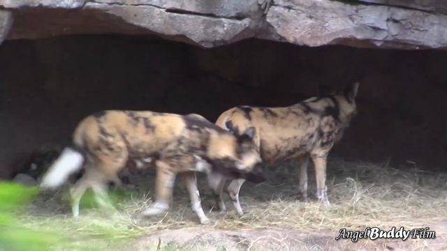 "Circle of Life" - Animal Kingdom (Earth Day 2022) смотреть онлайн