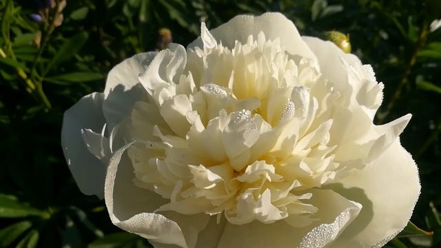 Пион Дюшес Де Немур июнь 2022 год #белыйпион,#пионДюшесДеНемур,#ароматныйпион,#позднийпион смотреть онлайн