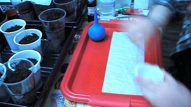 Посев перца на рассаду без земли. Суперэкономия места! смотреть онлайн