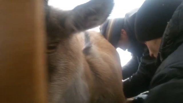 Обзор хозяйства. ПОСЛЕДНЯЯ ДОЙКА КОЗЫ...мужчины доят! смотреть онлайн