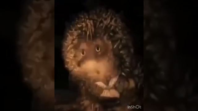 Два притопа, три приХлопа🤦♀️ смотреть онлайн