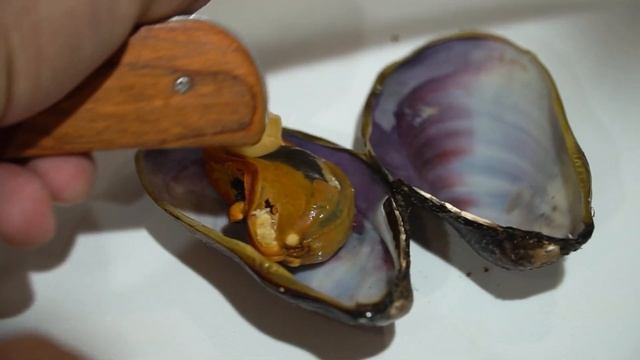 Чем отличаются  мидии Грея и Модиолус