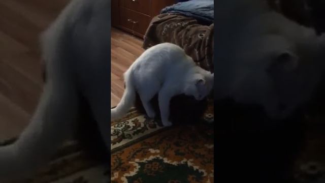 Кот долбит смотреть онлайн