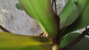 Sos !!! что делать подмерзли листья у орхидей?