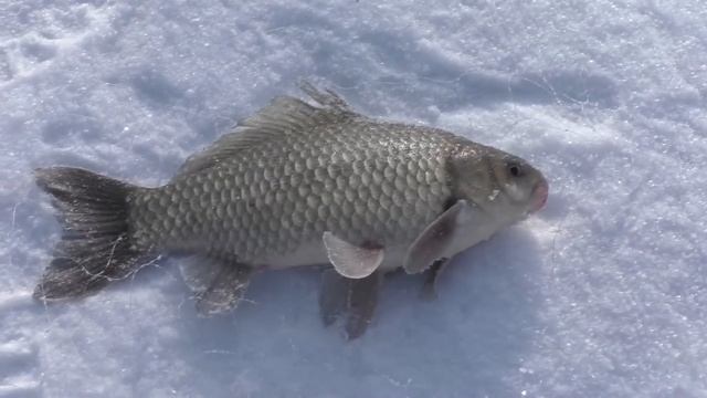 Рыбалка на Хапугу хлопок, Первая рыбалка 2020, Рыбалка на Амуре, fishermandv27rus смотреть онлайн