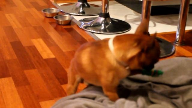 Лунная походка от чихуахуа. Майкл Джексон отдыхает) смотреть онлайн