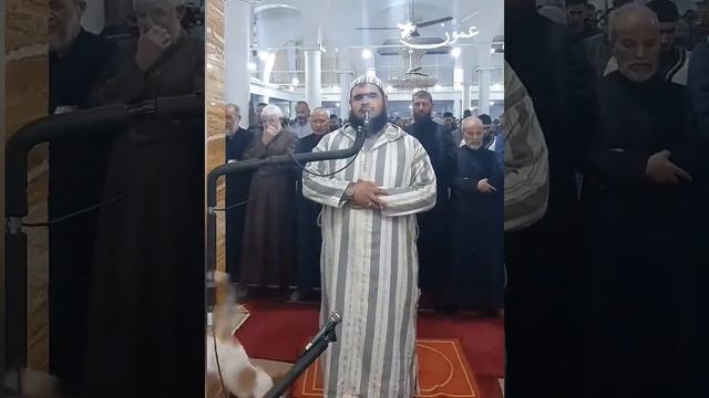 #Algeria.. A cat breaks into the imam's mihrab during Tarawih prayers amazing recitation смотреть онлайн