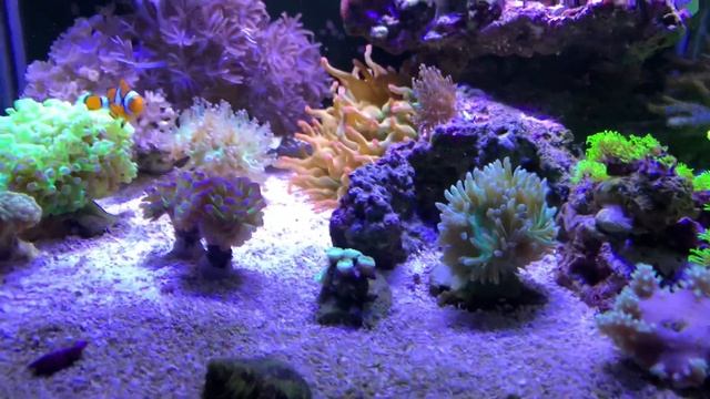Запуск морского аквариума 7 серия! Клоуны перкула! Новые кораллы! Содержание морского аквариума! смотреть онлайн