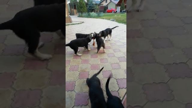Щенки продаются, черные и чепрачные. смотреть онлайн