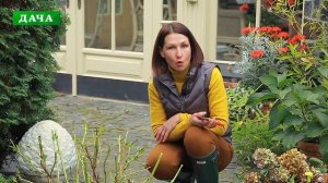 УКРЫТИЕ КРУПНОЛИСТНОЙ ГОРТЕНЗИИ   - правильная обрезка и подготовка к зимовке