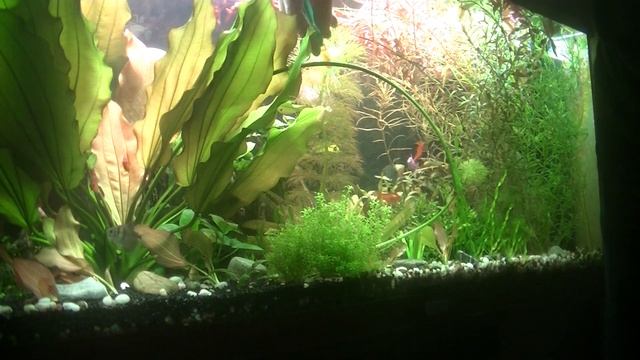 Подкармливаем эхинодорус. Feeding echinodorus смотреть онлайн