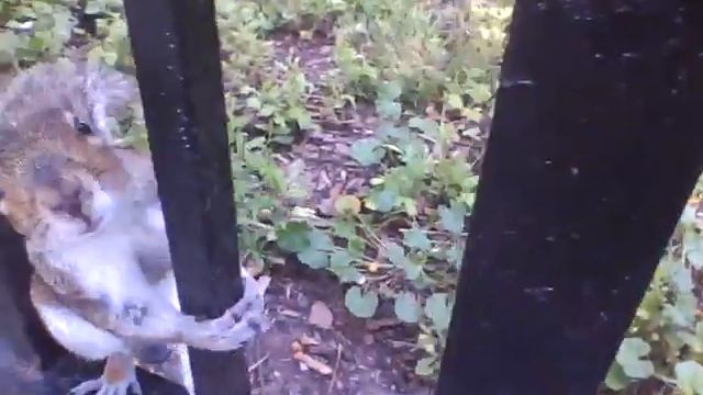 Нью Йорк. Бэттери парк. Манхеттен. Белочки смотреть онлайн