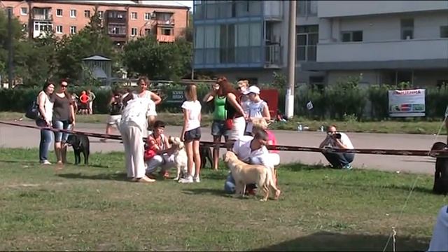 Выставка собак 24.06.2012_лабрадоры_кобели беби смотреть онлайн