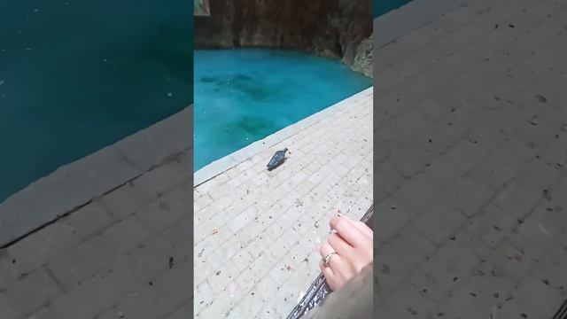 улочки Пятигорска, парк им. Кирова, котейка, черепаха, грецкие орехи с улицы и самые вкусные фрукты смотреть онлайн
