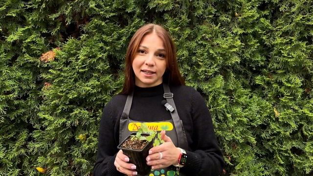 Что означает горшок Р9 (п9)? Размеры, объём, использование для растений с ЗКС и ОКС.