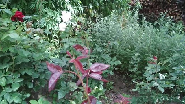 Иссык куль Чолпон-ата смотреть онлайн