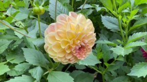 Георгины Низкорослые Вегетативные! Хранение зимой. Все секреты.