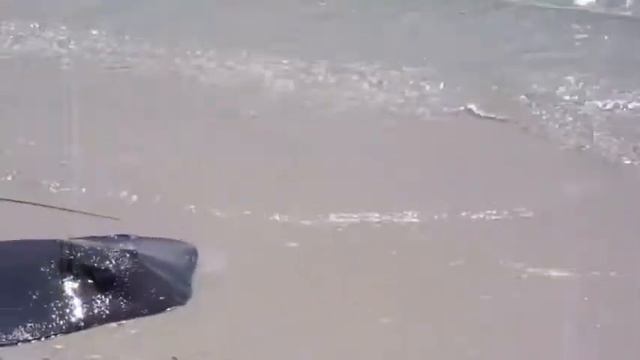 Скат спасается от акулы смотреть онлайн