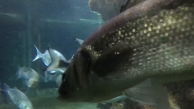 Rhodes aquarium Greece смотреть онлайн